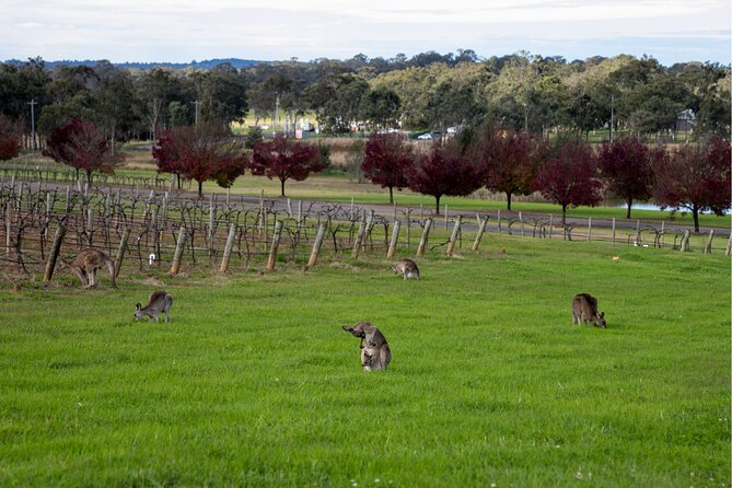 Award-Winning Hunter Valley Wine & Cheese Tour from Sydney - Pokolbin stops: where the vibe changes from winery to winery