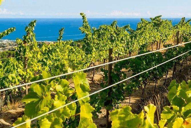 Barcelona eBike Beach Private Tour to Vineyards & Picnic - El Bouquet d’Alella: cellar visit, 4 wines, and a real picnic moment