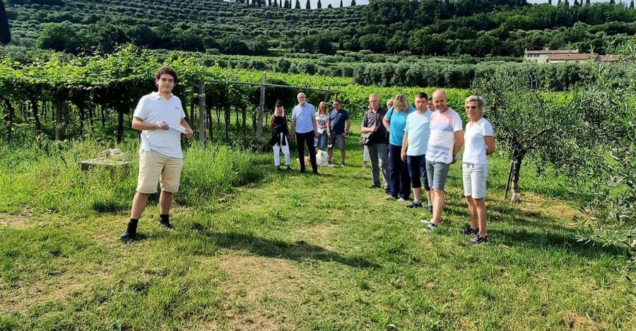 Bardolino: Vineyard Tour with Wine, Olive Oil & Food Tasting - Bardolino DOC and olive trees: why this 2-hour format works