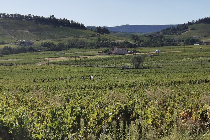 Beaujolais wine tour from Lyon half day - Key highlights before you go