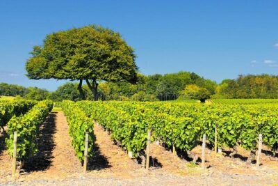 Beaujolais wine tour from Lyon half day - Getting from Bellecour to the vineyards in an air-conditioned van