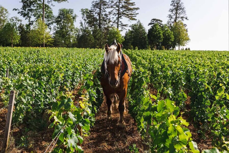 Beaune: Wine Tasting at Château de Pommard - The tasting menu: 4 wines, two families, one lesson
