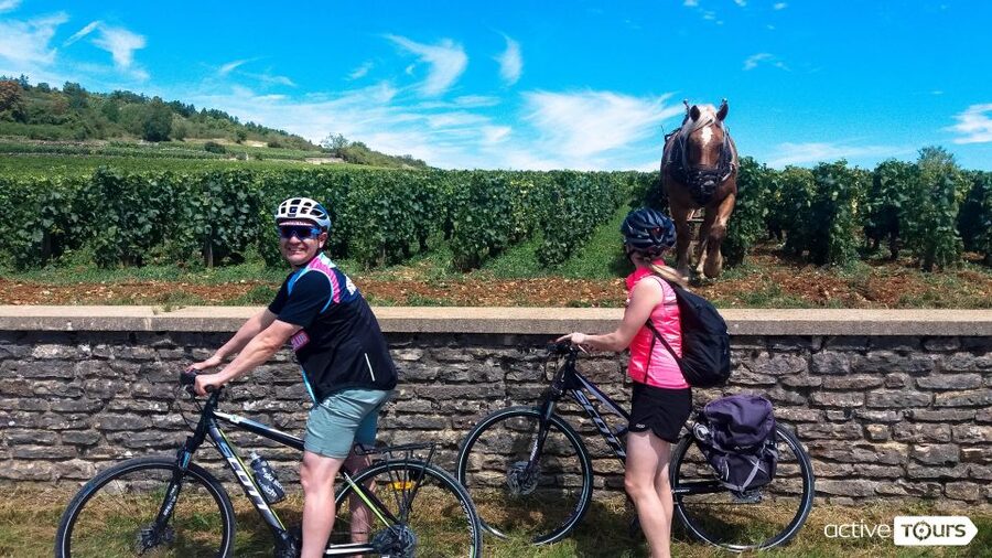 Beaune: Winery Tour by Bike with Wine Tasting - Key things I’d bet on before you go