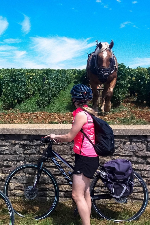 Beaune: Winery Tour by Bike with Wine Tasting - Price and value: how $94 stacks up for a 3-hour wine day