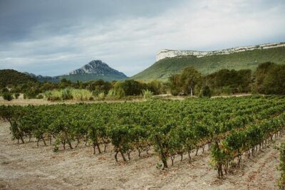 Bertrand Bosc wine and food tour in Pic St Loup - Price and logistics: what you really get for $95.58
