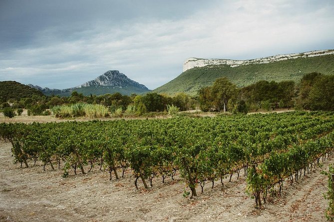 Bertrand Bosc wine and food tour in Pic St Loup - Price and logistics: what you really get for $95.58