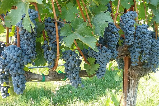 Best Private Wine Tours of Napa Valley-Sonoma for up to 8 people - Timing: Start Times, 5 Hours, and Keeping the Day Relaxed