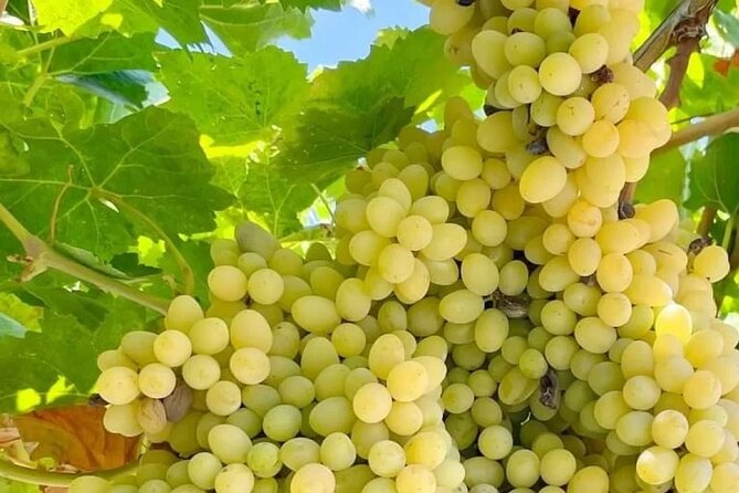 Best Rhodes Tour with Wine Tasting Experience from Cruise Port - Rhodes Medieval City: UNESCO streets without the ticket headache