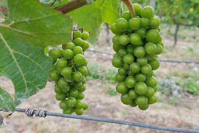 Beyond the Vines - Full-Day Marlborough Wine Tasting Tour - Price and Value: Is $136.53 a Fair Deal?