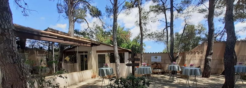Binissalem: Individual vineyard tour and wine tasting in German - Key highlights at a glance