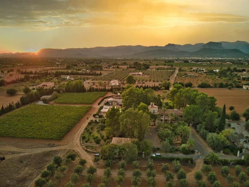 Binissalem: Individual vineyard tour and wine tasting in German - Vineyard time: vines, grape tasting, and real viticulture talk