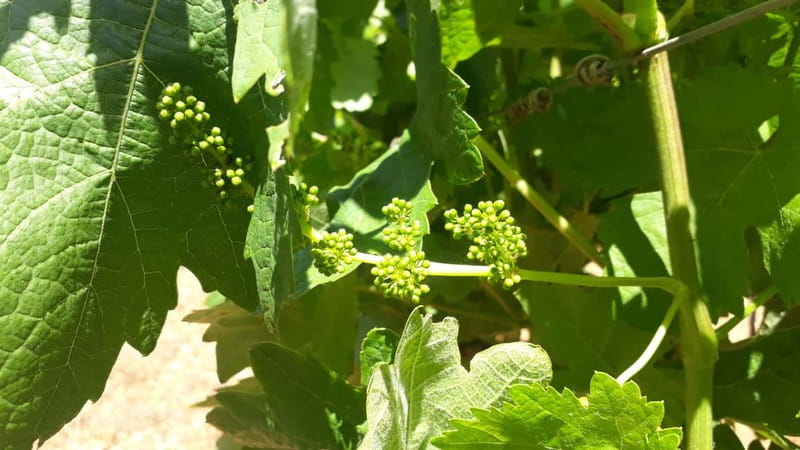 Binissalem: Individual vineyard tour and wine tasting in German - Inside the small bodega: production explained by people who care
