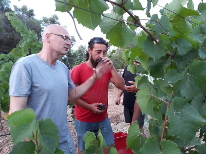 Binissalem: Individual vineyard tour and wine tasting in German - Who this tour suits best (and who should skip)