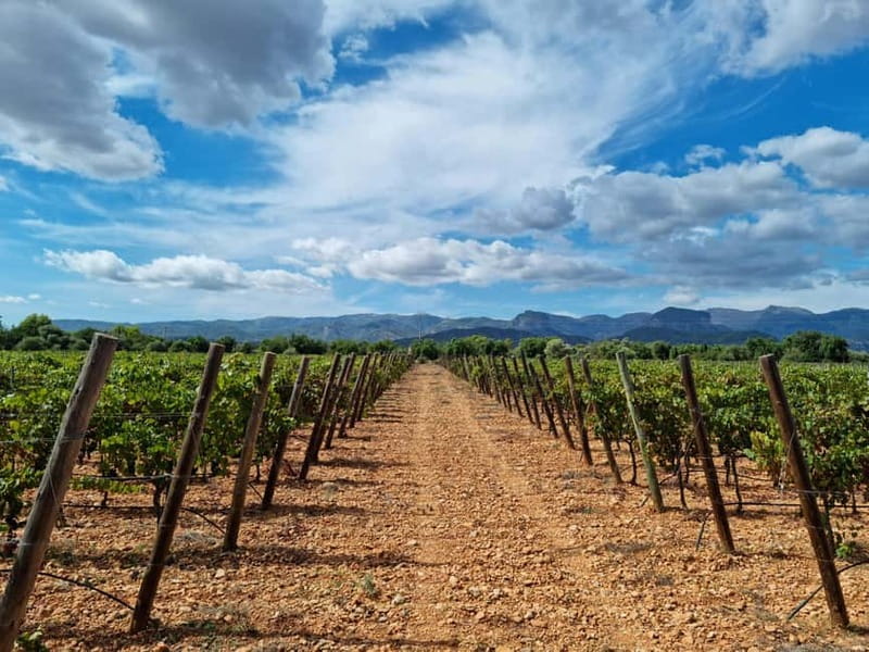 Binissalem: Individual vineyard tour and wine tasting in German - Meet Nici & Timo at the bodega gate
