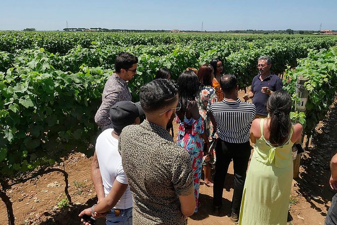 Bolgheri: Classic Wine Tasting with Winery Tour - Price and logistics: value versus detours