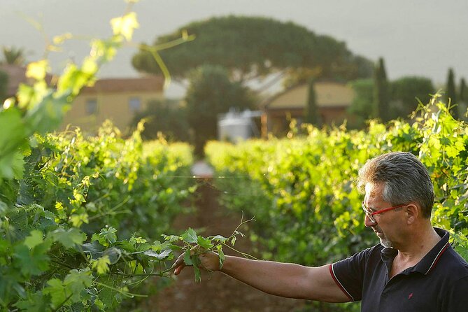 Bolgheri: Premium Wine Tasting with Winery Tour - Who This Tour Suits Best (and Who Might Want Something Else)