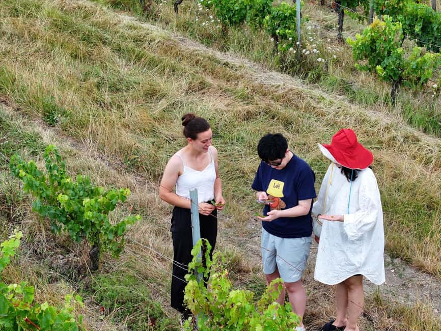Bordeaux: Explore an Organic Family Vineyard with Tasting - Meeting Pestoury Vineyard: Bordeaux lessons before the first glass