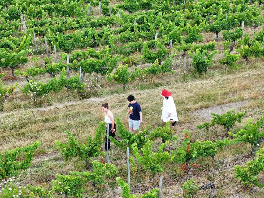 Bordeaux: Explore an Organic Family Vineyard with Tasting - The tasting: up to 10 wines, taught with look-smell-taste