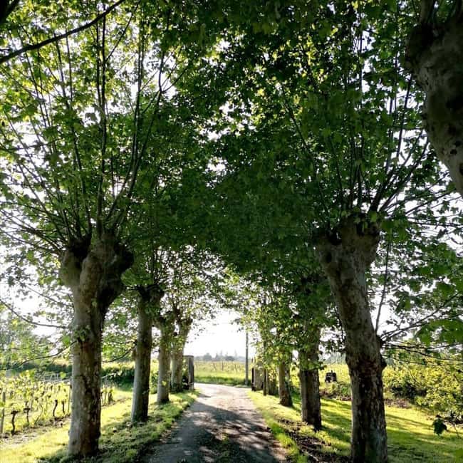 Bordeaux: Explore an Organic Family Vineyard with Tasting - Buying wine: what to expect after the tasting