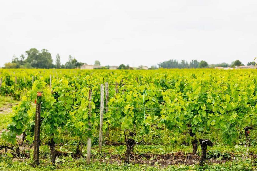 Bordeaux: St. Emilion Day Trip with Wine Tasting and Lunch - Saint-Émilion Village: UNESCO Streets, Landmarks, and a Final Tasting