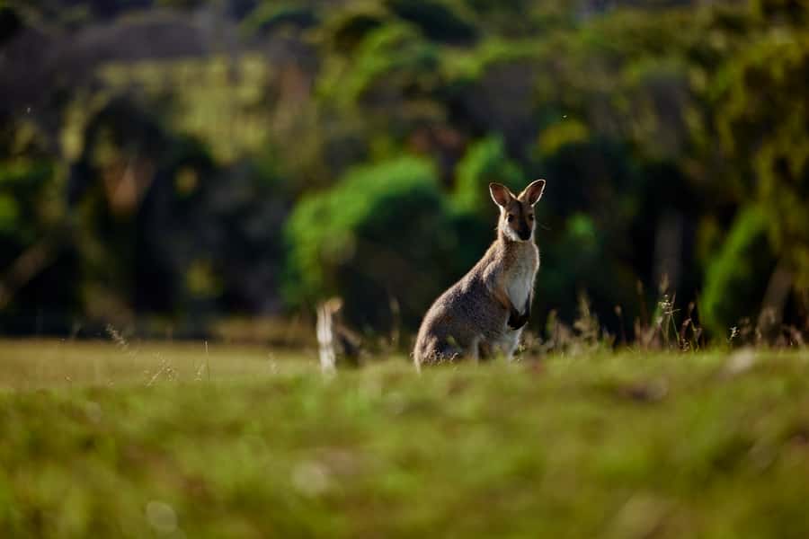 Brisbane: Sirromet Winery Tour with Tasting & 2-Course Lunch - Key highlights before you go