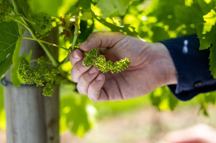 Brisbane: Tamborine Mountain Local Winery Tour with Lunch - Transport Comfort Matters: Air-Conditioned Buses for the Drive Up