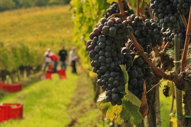 Brunello and Nobile, Wine Lover Tour Montalcino and Montepulciano - Key things you’ll notice on this tour