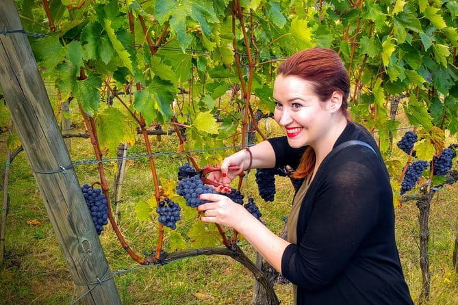 Brunello and Nobile, Wine Lover Tour Montalcino and Montepulciano - Tuscany Wine Day: how this tour actually pays off