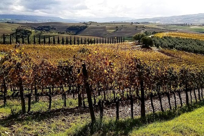 Brunello Wine Tour and Val D'Orcia Landscape - How the winery stop usually unfolds (and how to prepare)