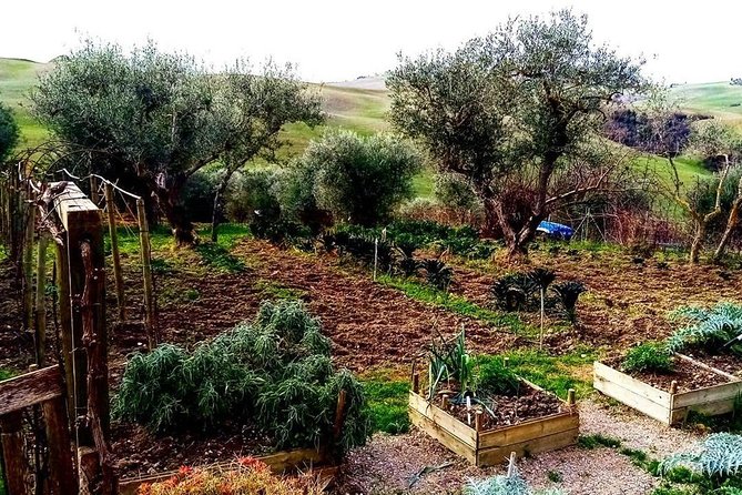 Brunello Wine Tour and Val D'Orcia Landscape - Who this tour suits best (and who might prefer something else)