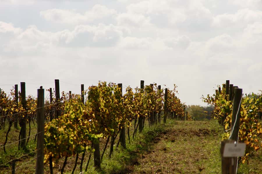 Buenos Aires: Wine Tasting and Lunch at Bodega Gamboa - FAQ