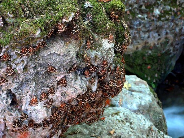 Butterfly Valley & Wine, Olive Oil, Honey Tasting Tour (Small Group) - Key things to know before you go