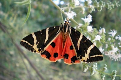 Butterfly Valley & Wine, Olive Oil, Honey Tasting Tour (Small Group) - Bee Museum + tastings: wine, olive oil, and honey in one guided block
