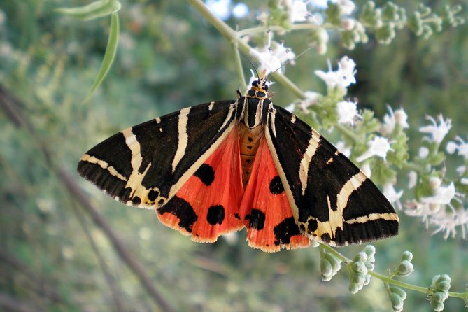 Butterfly Valley & Wine, Olive Oil, Honey Tasting Tour (Small Group) - Bee Museum + tastings: wine, olive oil, and honey in one guided block