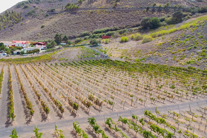 Canarian Wine Experience at Bodega los Lirios - Key Highlights You’ll Actually Care About