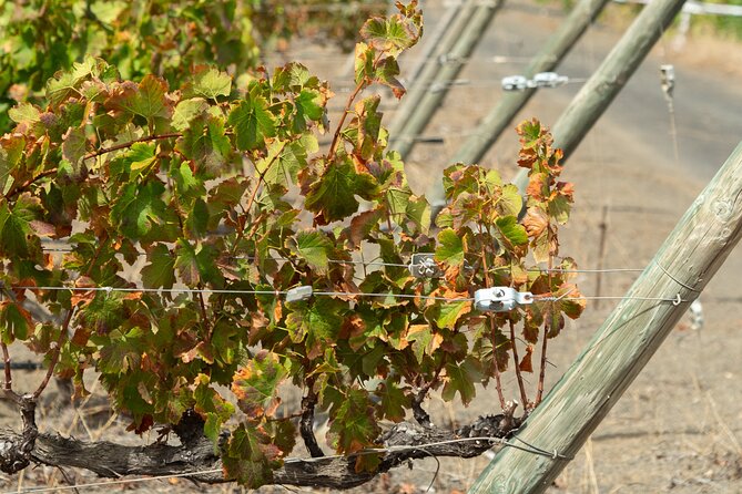 Canarian Wine Experience at Bodega los Lirios - Timing, Group Size, and the Pace You Can Expect