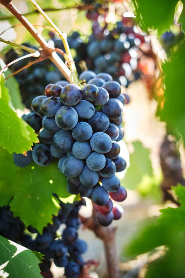 Cape Town: Full-Day Winelands Tour with Wine Tastings & Food - Price and Value: Why $121 Can Make Sense for This Day