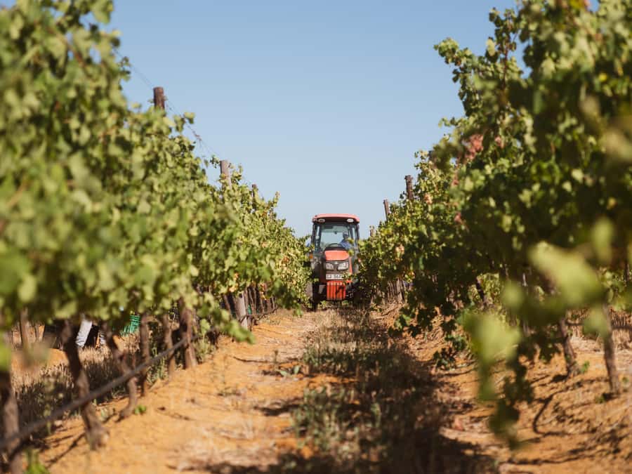Cape Town: Full-Day Winelands Tour with Wine Tastings & Food - Who Should Book This Winelands Day Trip