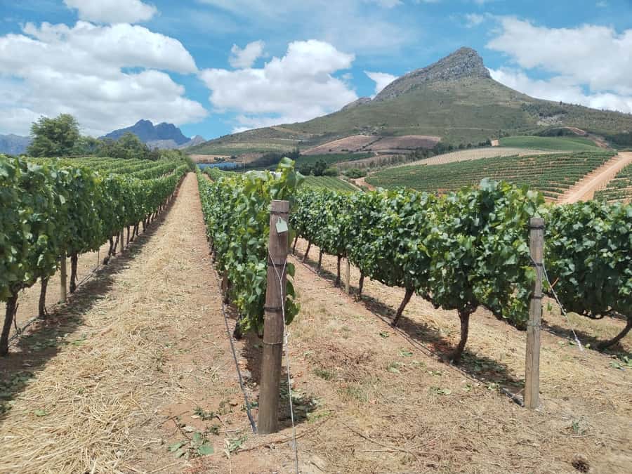 Cape Town: Stellenbosch, Franschhoek, Wine Tasting and Tram - How This 8-Hour Route Fits Stellenbosch, Paarl, and Franschhoek