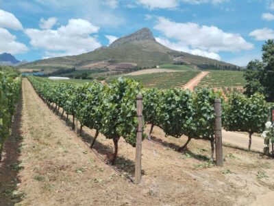 Cape Town: Stellenbosch, Franschhoek, Wine Tasting and Tram - Pickup, Van Time, and the Drive Past Langa