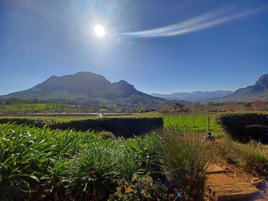 Cape Town: Stellenbosch Wine Half-Day Tour - Half-Day Winelands Time With Pickup From Cape Town