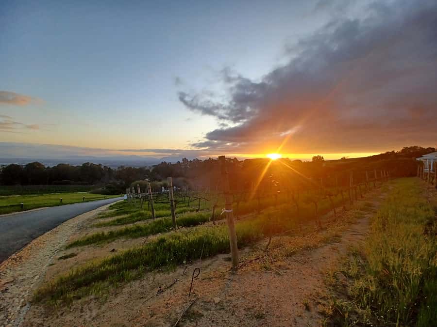Cape Town: Stellenbosch Wine Half-Day Tour - Stellenbosch by Car: Old Streets, Cape Dutch Details, Big Photo Energy
