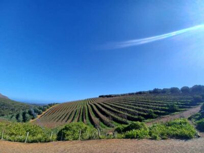 Cape Town: Stellenbosch Wine Half-Day Tour - The Drive Out: Townships First, Then Stellenbosch