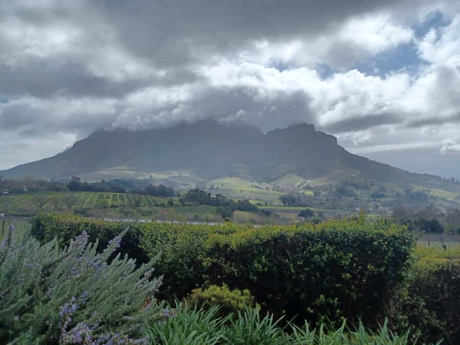 Cape Town: Stellenbosch Wine Half-Day Tour - Wine O Clock at Marianne: Red Wine Meets Biltong