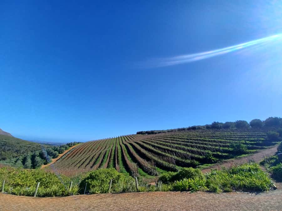 Cape Town: Stellenbosch Wine Half-Day Tour - The Drive Out: Townships First, Then Stellenbosch