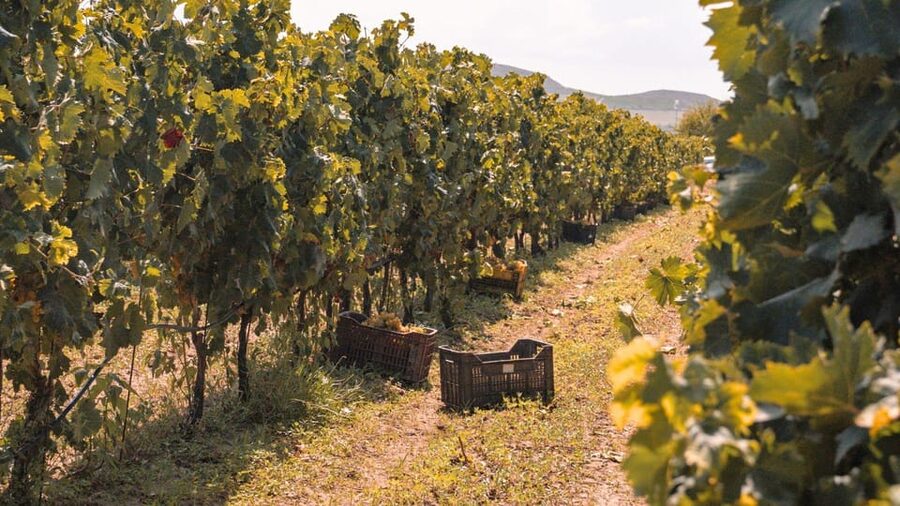 Castelsardo: visit a vineyard with wine tasting at sunset - The Tasting Plan: Vermentino, Cannonau, and Local Bites