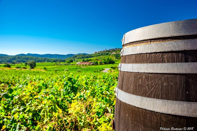 Cellar Visit & Bandol Wine Tasting (in French) - Why This Bandol Tasting Feels Worth Your Time