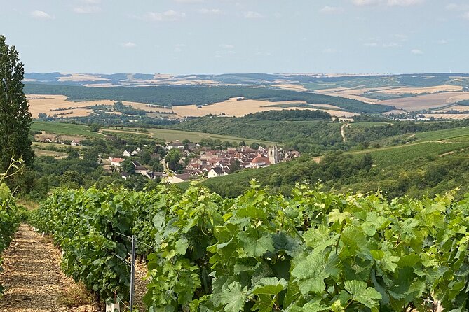 Chablis and Burgundy Wine Tour Run by Sommelier with Lunch - Weather, timing, and comfort: what to plan for