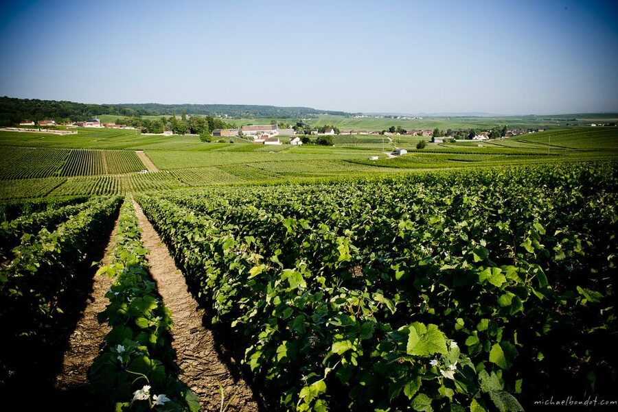 Champagne: Canard-Duchêne Champagne House Tour - Vineyard walk: seeing grapes before the bottle