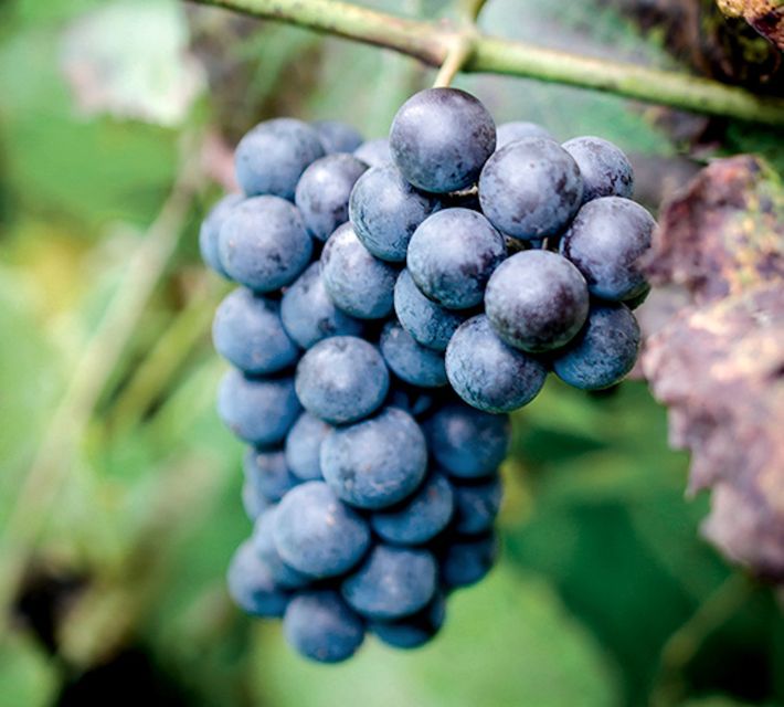 Champagne: Canard-Duchêne Champagne House Tour - Who this tour suits best (and who should skip)